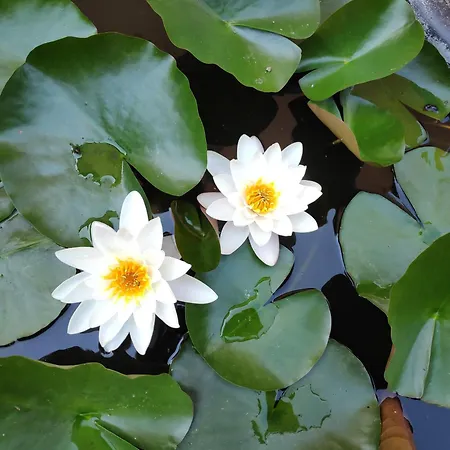 Gasthof снежа/ Snezha *