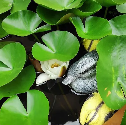 Gasthof снежа/ Snezha *