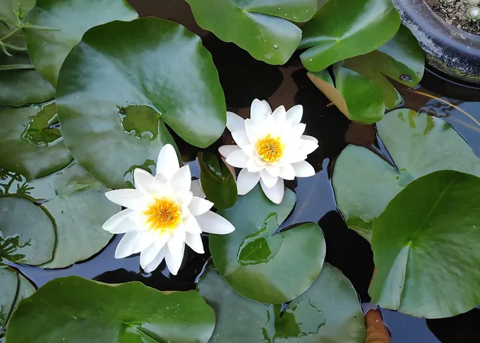 Gasthof снежа/ Snezha *