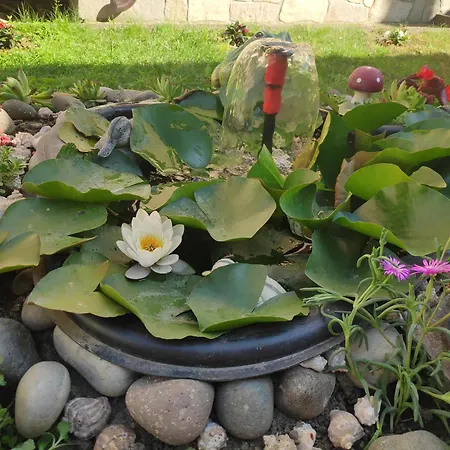 снежа/ Snezha Konukevi *