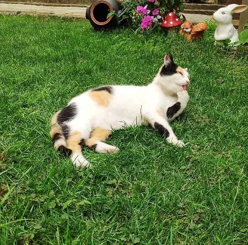 снежа/ Snezha Penzion Obzor